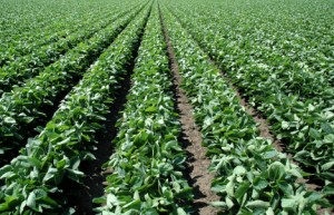 agricultureiStock_000004030044XSmall