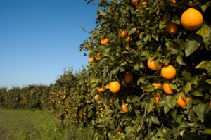 agricultureiStock_000004999761XSmall
