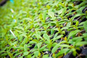 greenhouseiStock_000006887437XSmall